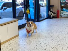 -瑞派康怡24h宠物医院·犬猫医疗中心·微创绝育(瑞景分院)