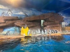 -海合安武汉极地海洋公园