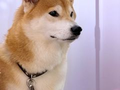 -2326 Coffee Roaster咖啡豆可选店(林肯公园店)