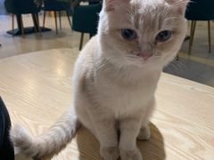 -平行世界·猫咖(首经贸店)