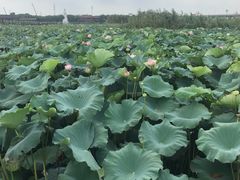 -荷塘月色湿地公园·向阳花洲