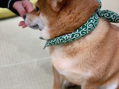 -逗柴咖啡屋·狗咖猫咖宠物桌游