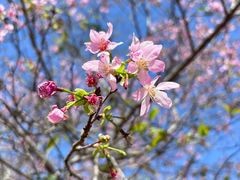 -天适樱花悠乐园