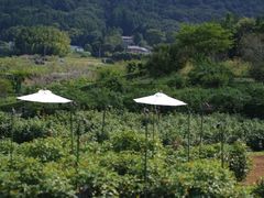 -伏羲山旅游区