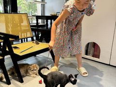-琪喵猫屋·撸猫猫咖·猫舍