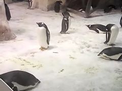 -大连圣亚海洋世界