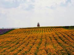 -紫颐香薰山谷景区