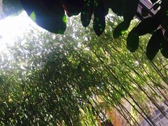 -慢丽江·云南野生菌土鸡锅(付家庄店)