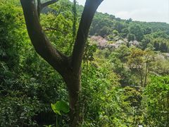 -天鹿湖森林公园