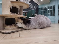 -安格丽娜·狗咖·猫咖羊驼咖(春熙路百盛商场店)