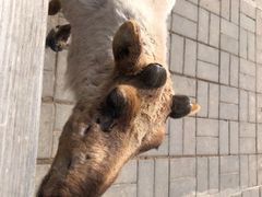 -北京鹿世界主题园