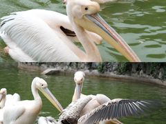 -云南野生动物园