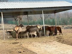 -西安秦岭野生动物园