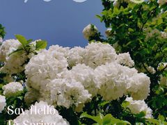 -梅花山(明孝陵内)