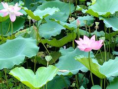 -荔湾湖公园