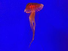 -上海海洋水族馆