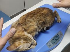 -中农国际动物医院24小时·猫科·骨科·急重症中心