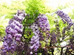 -嘉定紫藤园