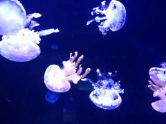 -左海海底世界