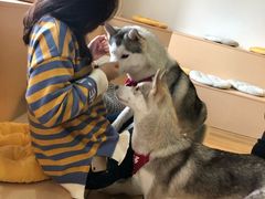 -Husky Go! 哈士奇体验馆·宠物咖啡厅狗咖