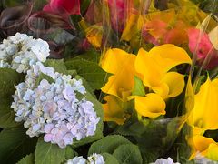 -溪岸路花鸟市场