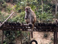 -西双版纳原始森林公园