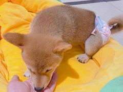 -逗柴咖啡屋·狗咖猫咖宠物桌游