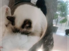 -COLOR PETS 撸猫馆·购猫·猫咖(长风大悦城店)