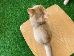 -喜柴咖啡·柴犬狗咖