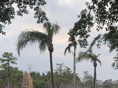 -万绿园