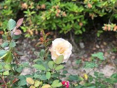 -苏州河梦清园环保主题公园