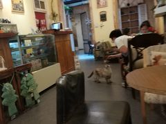 -猫色咖啡·猫咖
