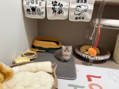 -欣宠猫屋·矮脚拿破仑·蓝金金渐层