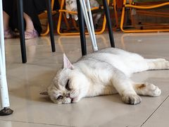 -平行世界·猫咖(首经贸店)