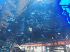 -迪拜帆船酒店海底餐厅