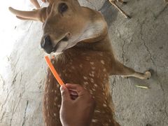 -鹿境梅花鹿生态园区