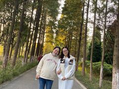 -昆山城市生态森林公园