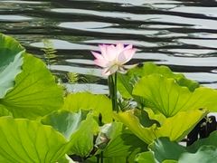 -荔湾湖公园