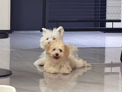 -奶牛家宠物酒店(嘉宏云顶店)