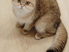 -有喵·猫咖·狗咖·30几只猫10只小狗(岗厦店)