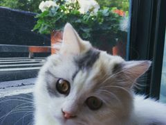 -喵的天空名猫咖啡馆·撸猫·猫舍·用品