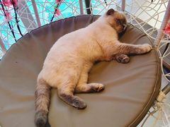 -藏猫猫咖啡主题馆(中央大道店)