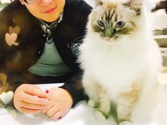 -喵的天空名猫咖啡馆·撸猫·猫舍·用品