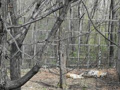 -哈尔滨北方森林动物园