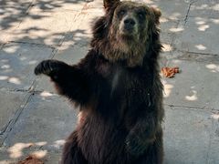 -西霞口神雕山野生动物世界