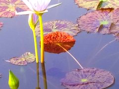 -国家植物园南园