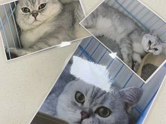 -瑞鹏宠物医院·骨科·猫科·内科(第一中心)