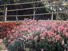 -东莞植物园