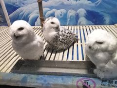 -成都浩海立方海洋公园