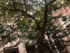 -香港大学